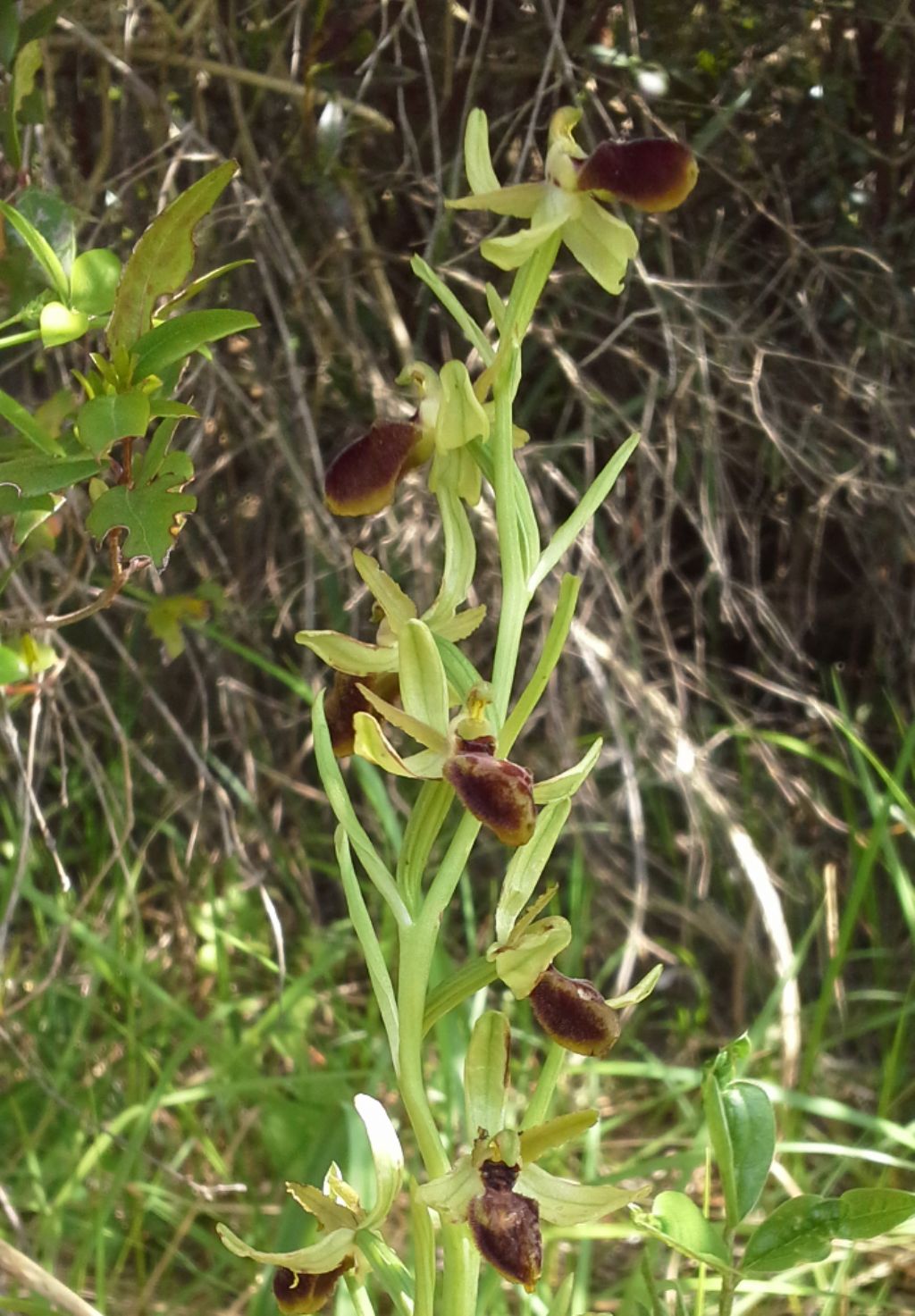 Ophrys da identificare